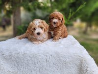 Aşılı Mikroçipli Pasaportlu Maltipoo Yavrularımız
