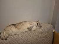 British shorthair 7 yaşında