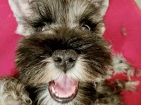 FCI secereli Schnauzer yavruları