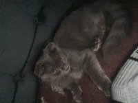 Scottish fold 3 aylık erkek