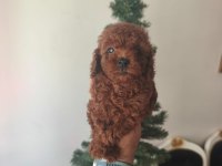 Toy poodle yavruları
