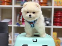 Teddy bear minik pomeranian boo