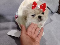 Safkan pekinez köpekler
