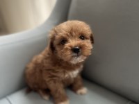Poodle ayarında maltipoo yavrularımız