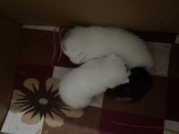 3 YENİ DOĞMUŞ BEBEK SCOTTİSH FOLD