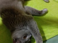 Sahiplendirilecek british shorthair kedimiz