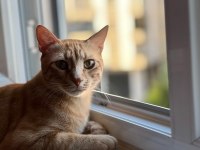 ACİLEN KEDİMİ SAHİPLENDİRMEK İSTİYORUM