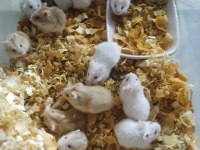 Üreticiden hamster