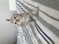 Yakışıklı erkek scottish fold