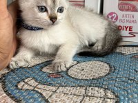 Kalite yavrum teslime hazır british shorthair