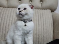 2.5 aylık erkek safkan scottish fold blue point