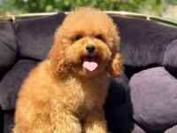 Poodle Yavrular Uygun