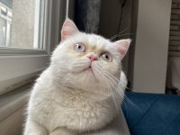 British Shorthair Erkek Kedimiz