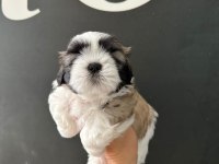 Sıfır burun mükemmel kalite son shih tzu yavru