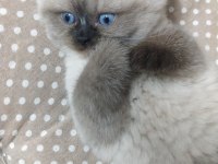 Bebek yüz mavi göz british shorthair