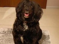 Cocker Spaniel Dişi 5 Yaşında