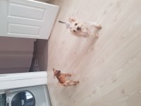 3.5 aylık dişi minyatür pinscher
