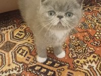 Egzotik shorthair bebek kediler yeni yuvalarını arıyorlar