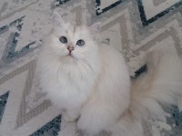 Kedimiz Lindayı sahiplendiriyoruz