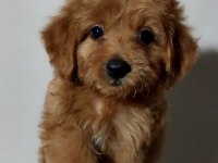 Poodle ayarında maltipoo