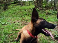 Belçika malinois 7 aylık