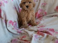 Dişi poodle toy