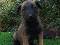 Safkan Malinois Yavrular