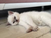 British shorthair bluepoint
