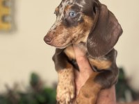 MAVİ GÖZLÜ ÖZEL DACHSHUND CHOCO MERLE