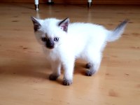 Safkan British Shorthair Anne Altından Yavrular