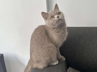 Lilac british shorthair cinsİ kedimiz aile arıyoruz.