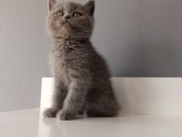 Safkan Gri British Shorthair Bebişlerimiz