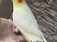 Sultan Papağanlar Bebek ve Damızlık