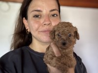 Tüm Türkiyeye Toy Poodle Yavru