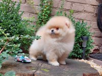 IRK GARANTİLİ TEDDY POMERANİAN BOO KÖPEKLERİ