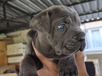 CANE CORSO 35 GÜNLÜK YAVRULAR
