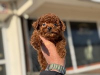 Petmode Köpek Çiftliğinden Tiny Kore Poodle