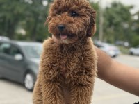 SAHİBİNDEN YAŞINA GİRMEK ÜZERE POODLE