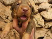 Orjinal king doberman yavrularımız