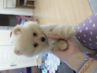 Pomeranian Boo
