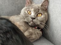 British shorthair kedimiz eşyaları ile sahiplendirilecektir