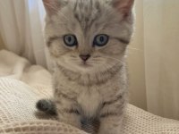 British Shorthair Yavrular