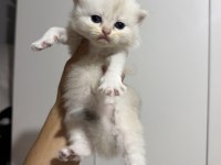 Sıfır kulak üst sınıf scottish fold bebekler