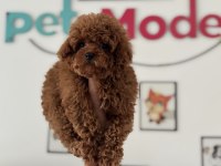 Petmode köpek çiftliğinde ziyarete açık tea cup poodle