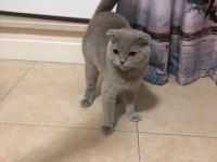 Scottish fold kedisi 1 yaşında