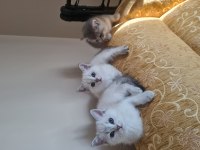 3 Tane Dişi British Yavru