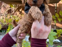 Red brown toy poodle yavrular