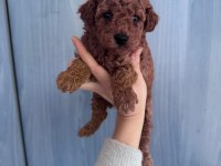 Toy poodle yavrularım yeni evini bekliyor