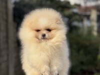 ÜST KALİTE AYICIK SURAT POMERANİAN BOO