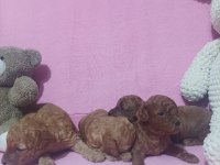 EN TATLI POODLE BEBEKLER